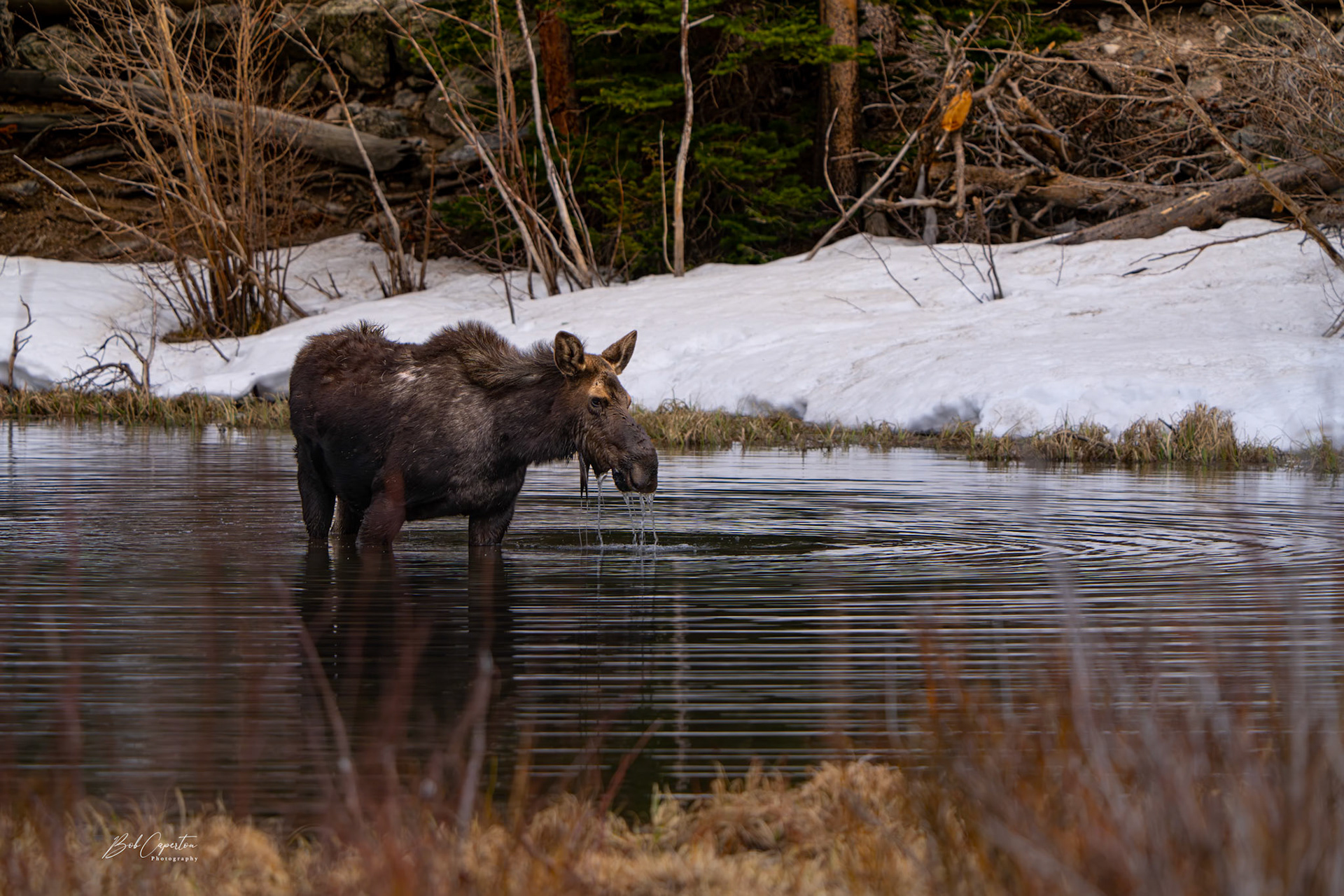 Dinnertime in the Lake - Rocky Mountain NP