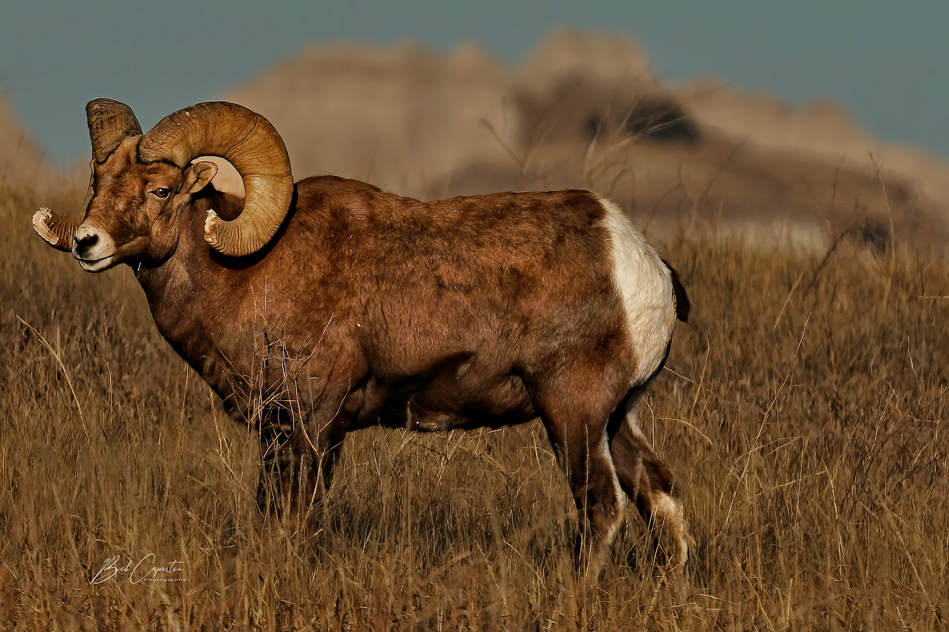 Brutus - Badlands NP