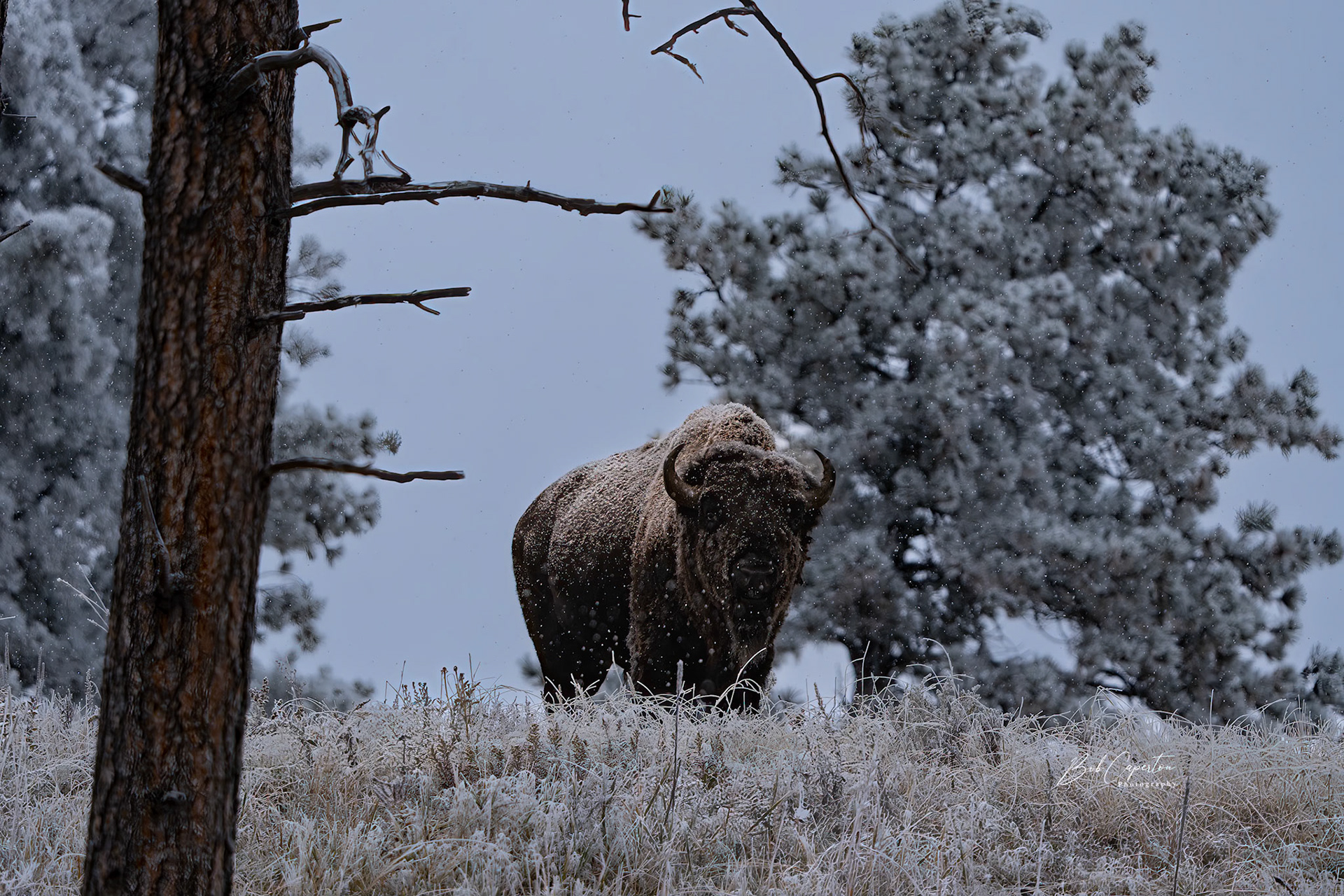 Buffalo Robe - Custer State Park