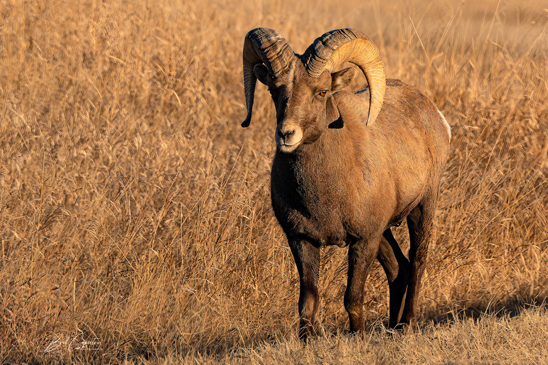 Big Horn Ram - Badlands NP