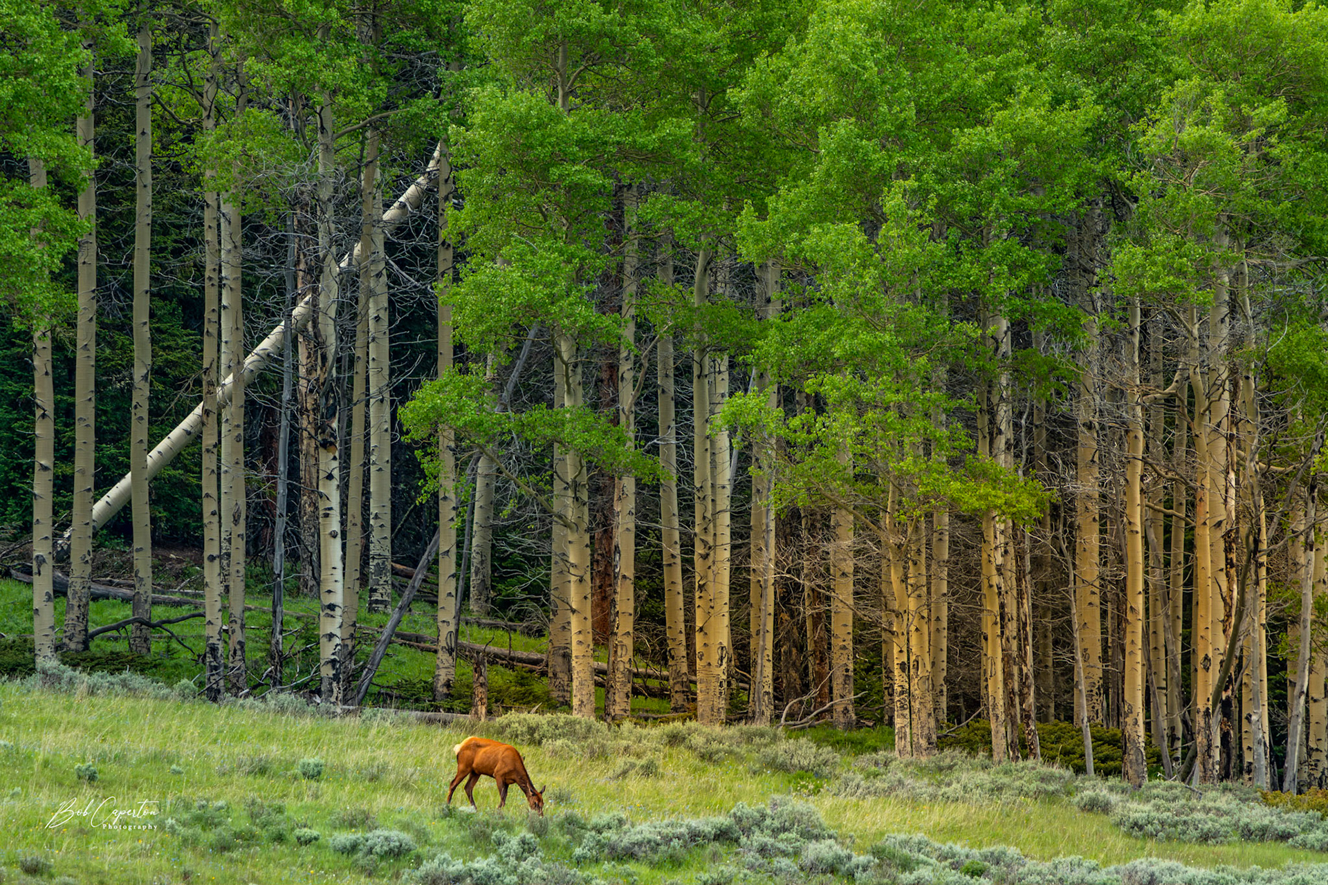 Grazing for Breakfast - Big Horn NF