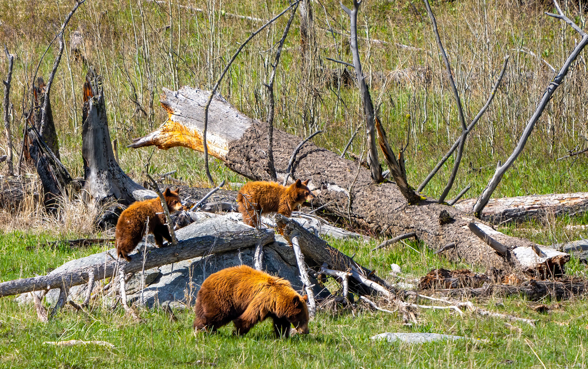 Cinnamon Black Bears - Yellowstone NP