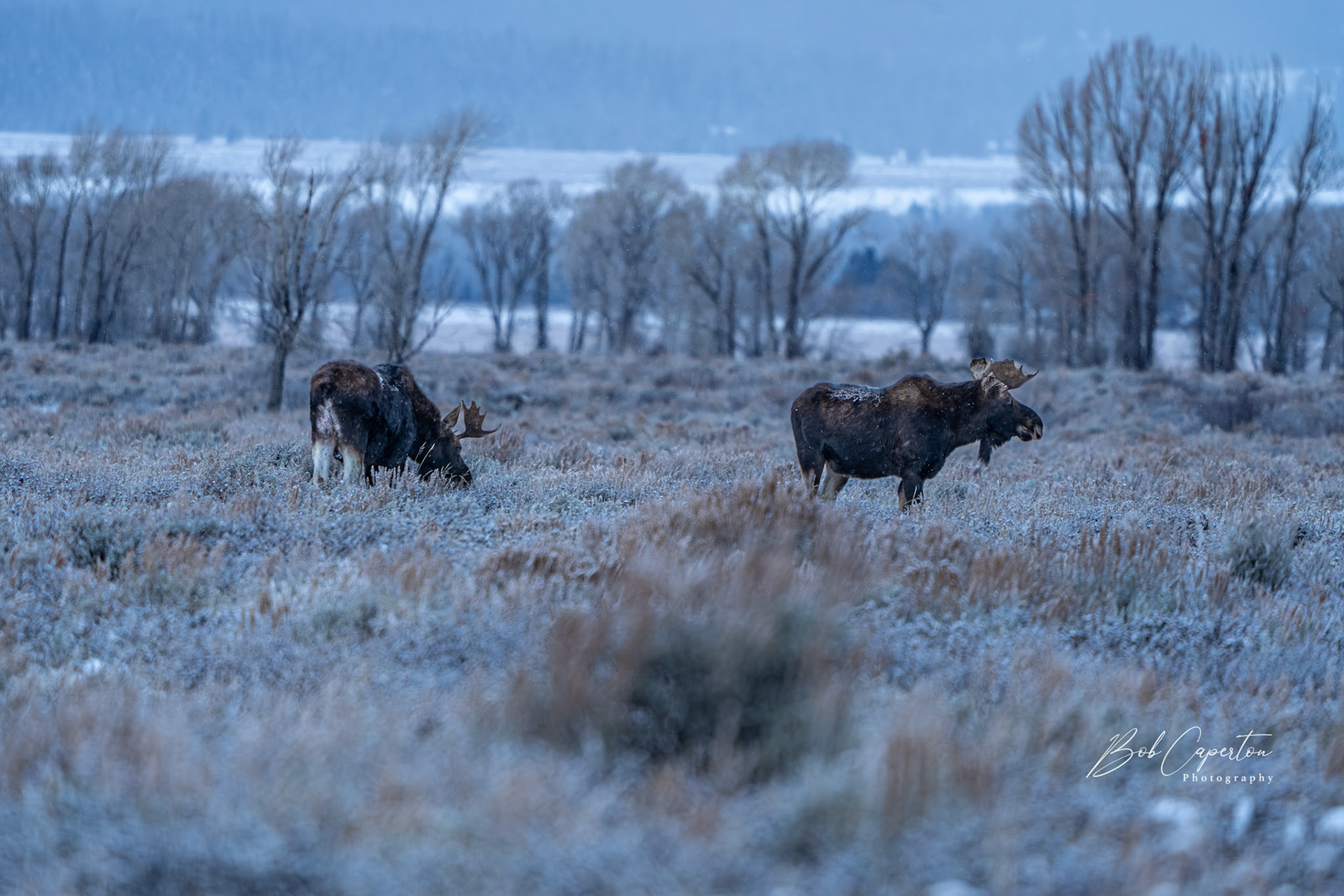 Bull Moose Pair - Grand Teton NP