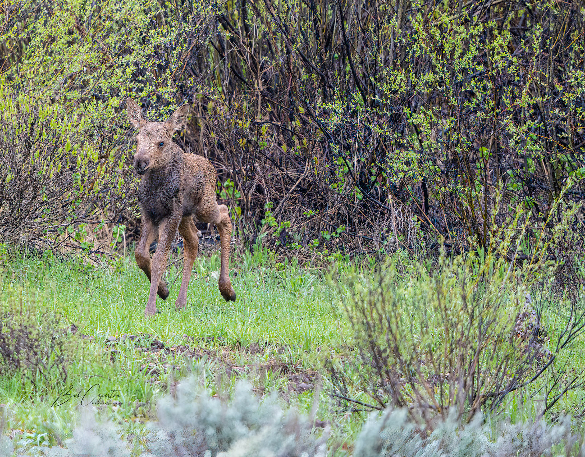 Here I Come - Grand Teton NP