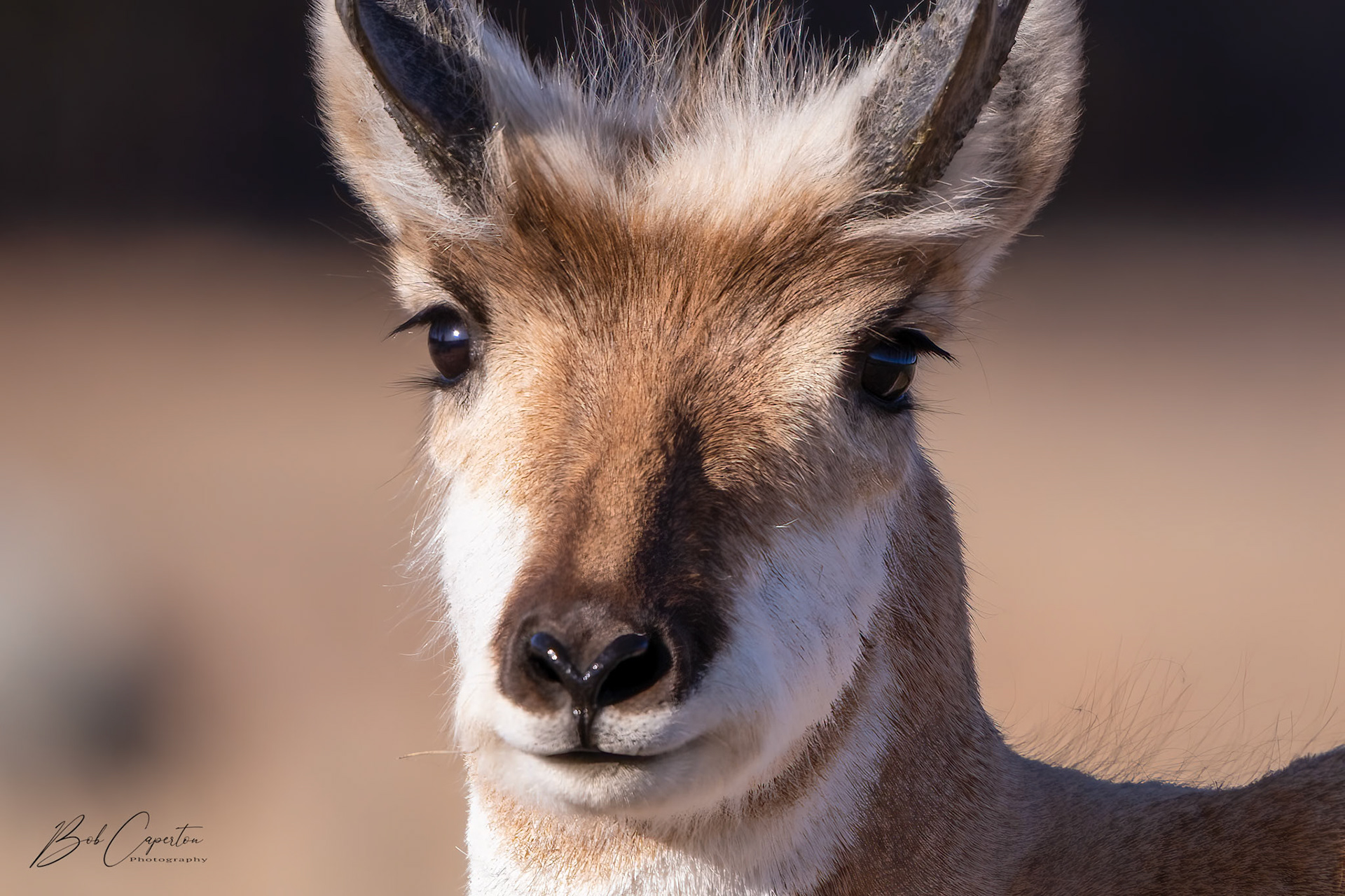 20X Eyes - Custer State Park