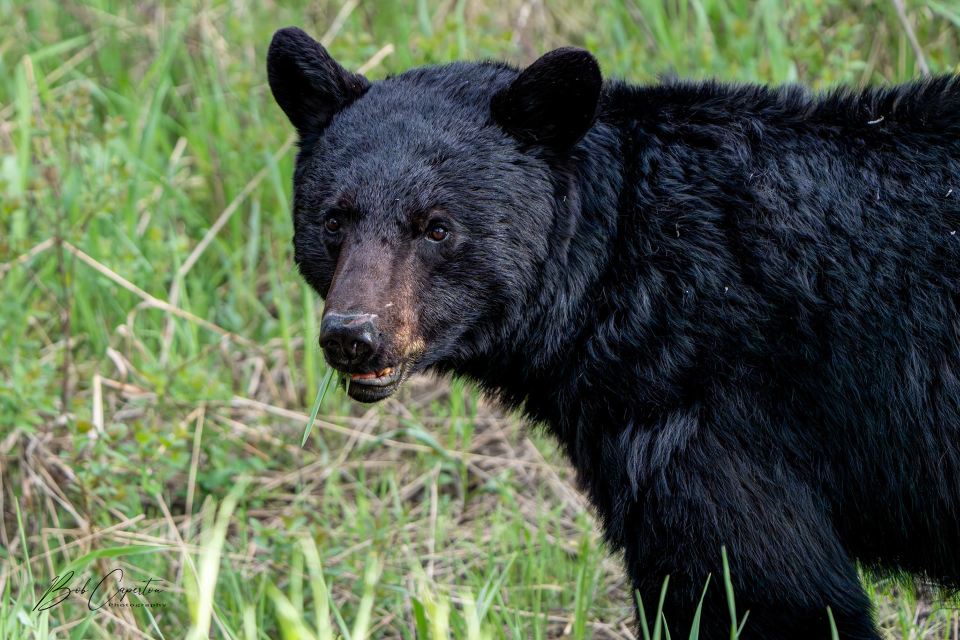 Yep ... I See You - Grand Teton NP