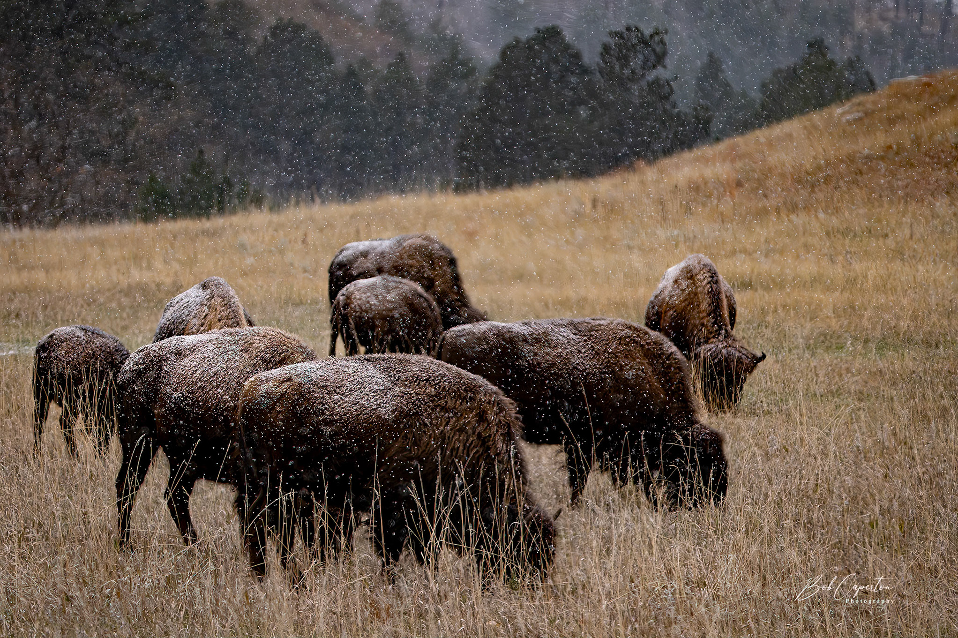 Snowy Breakfast - Custer State Park