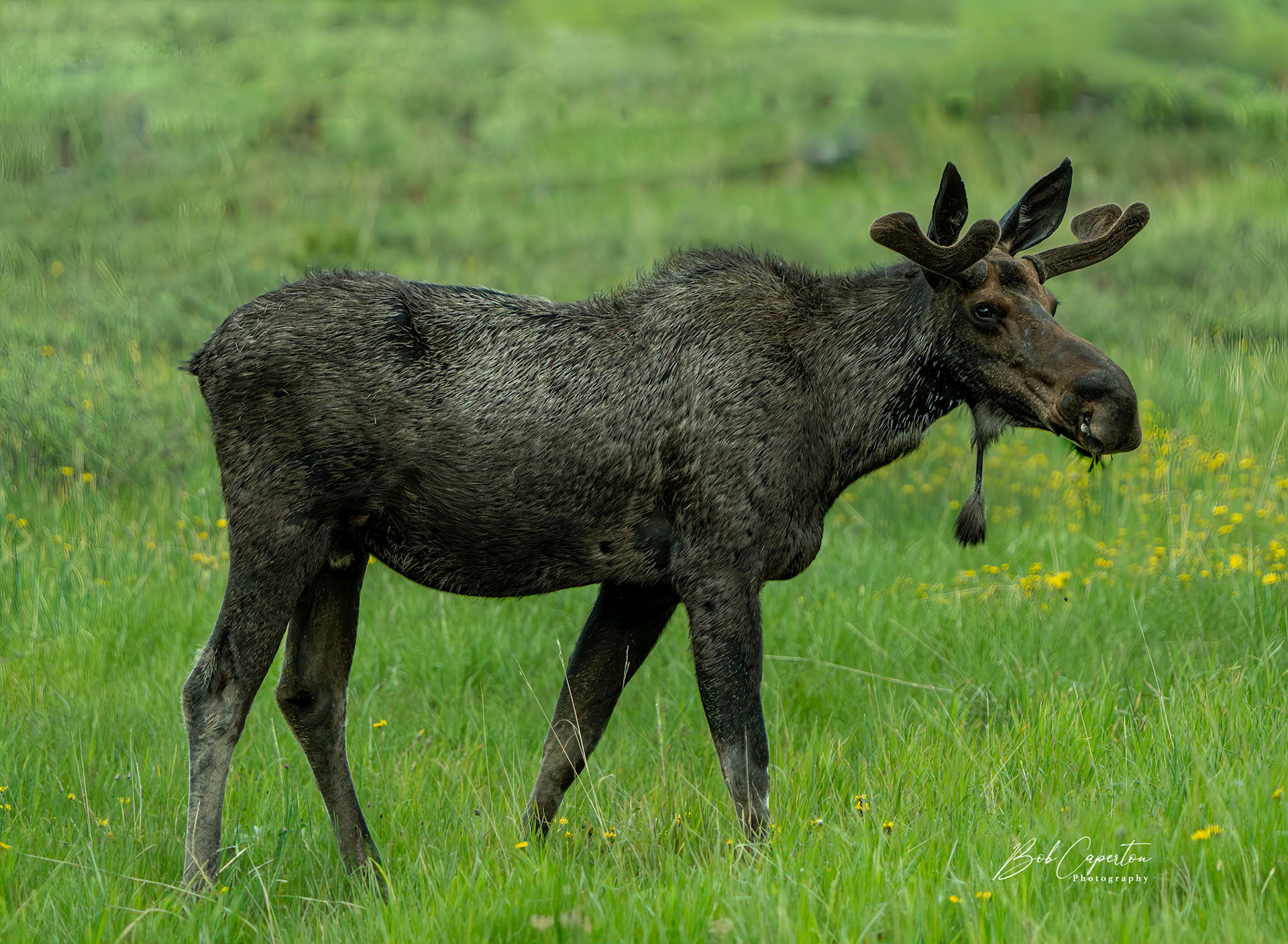 Moosey Morning - Big Horn NF