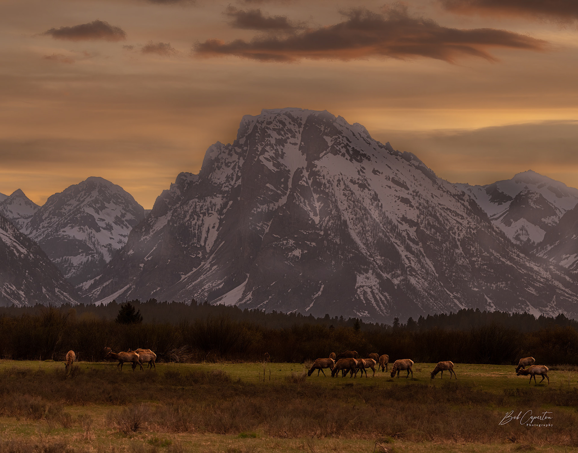 Evening Elk Stroll - Rocky Mountain NP