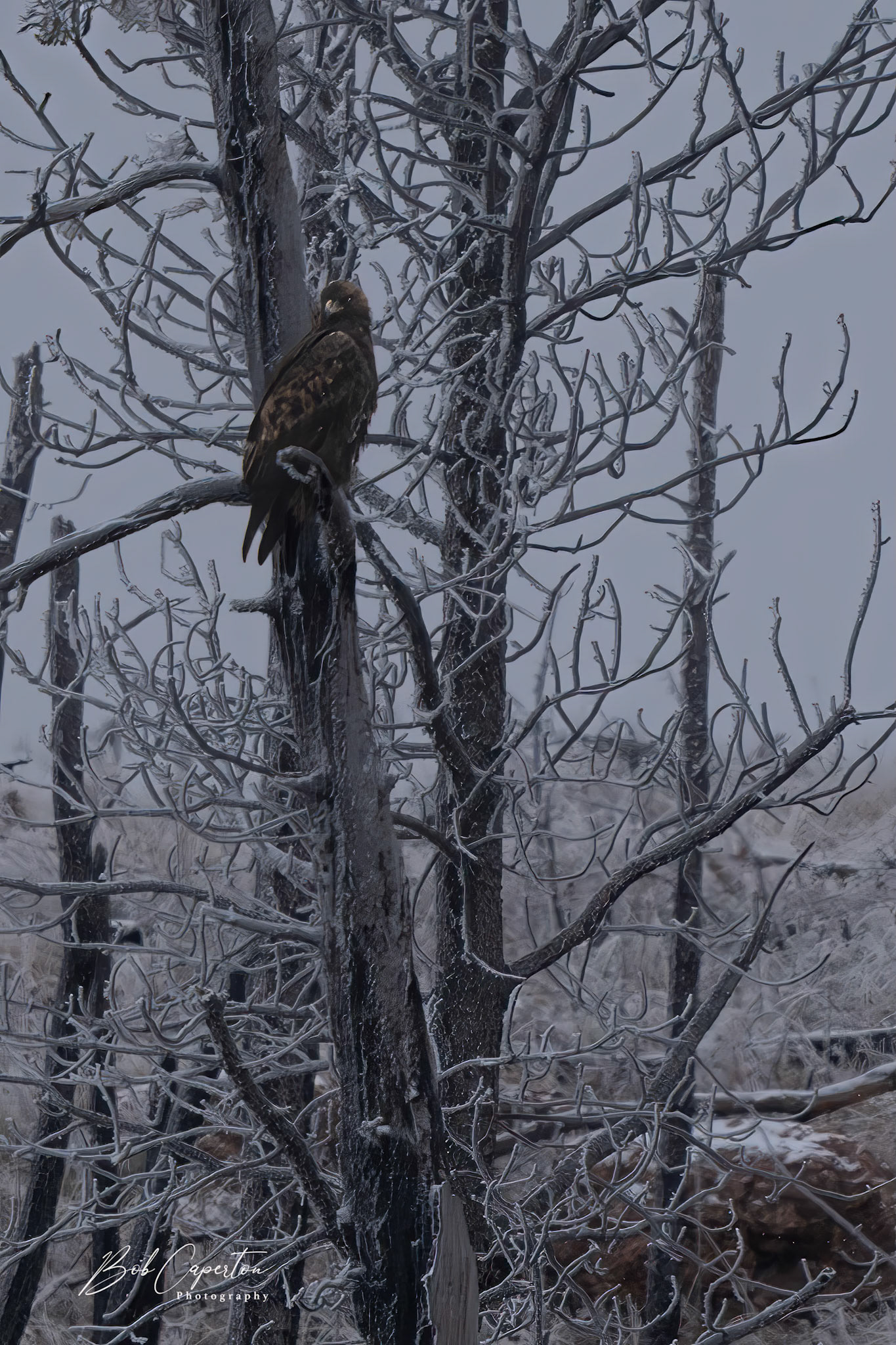 Golden Eagle - Wind Cave NP