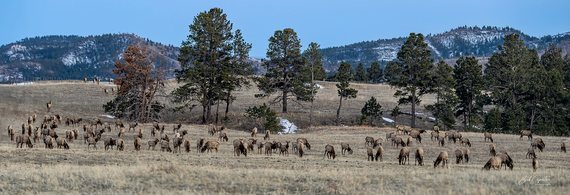 Breakfast Time - Custer State Park