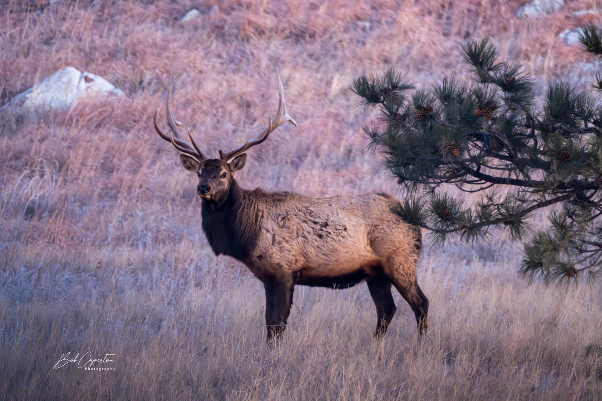 Bull Elk 3 - Wind Cave NP