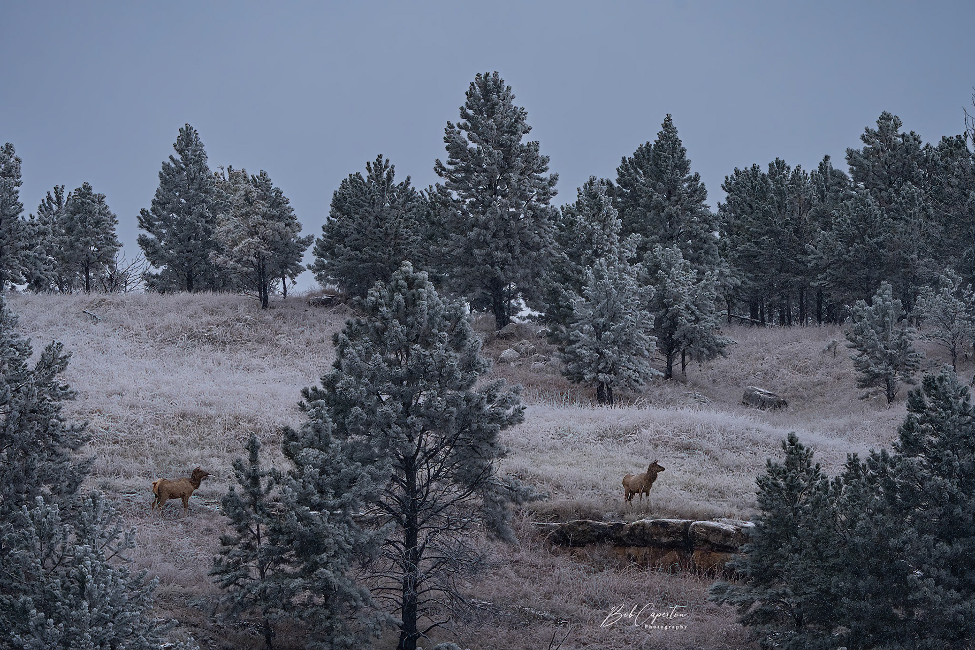 On Guard - Custer State Park