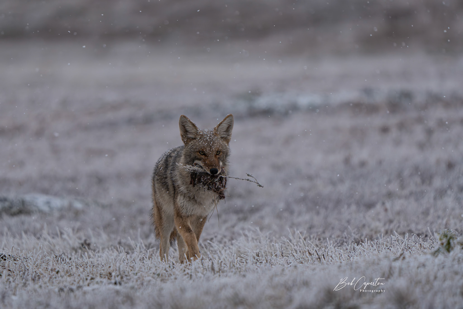 Breakfast for the Kits - Wind Cave NP