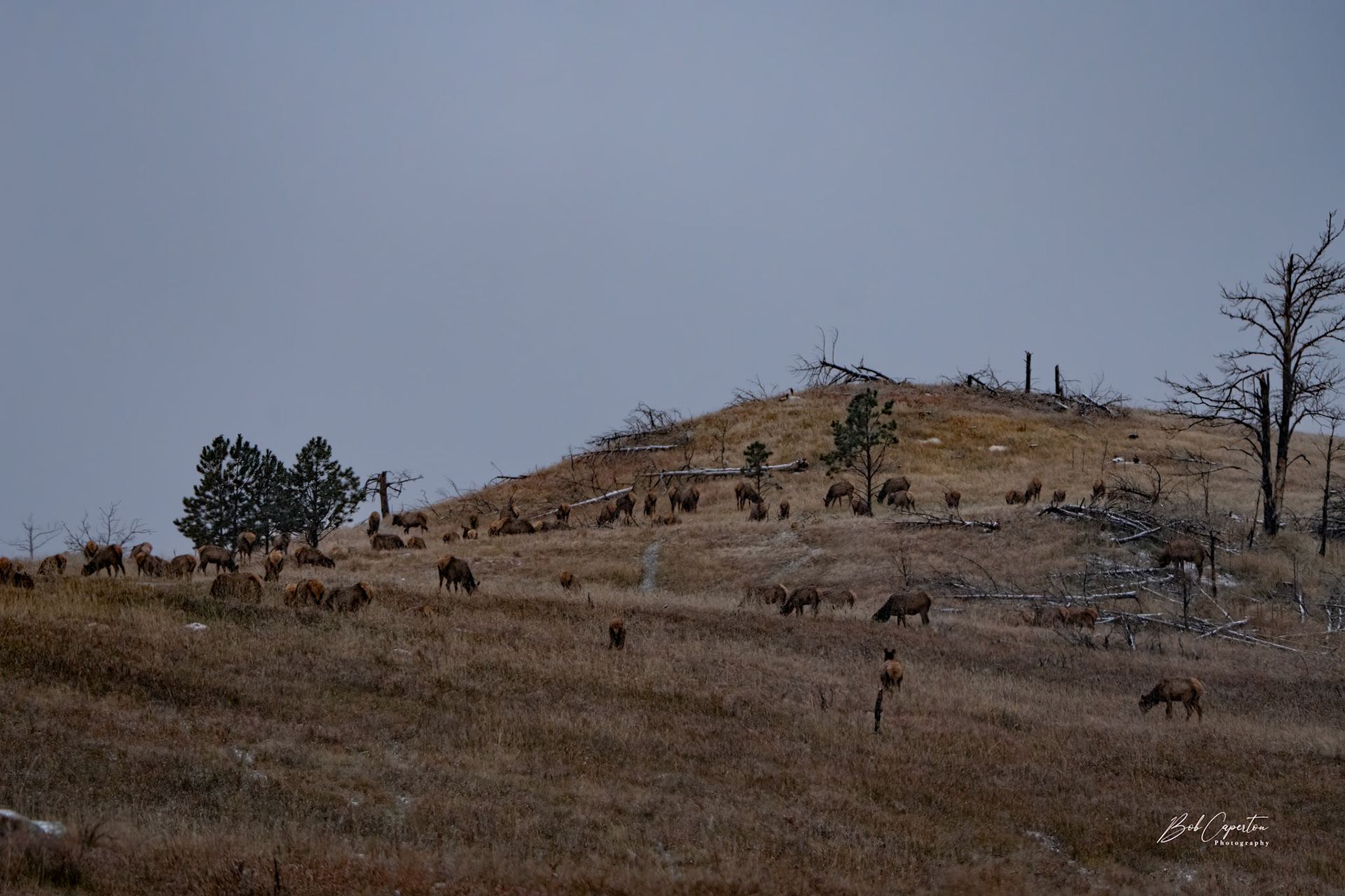 Morning Graze - Wind Cave NP