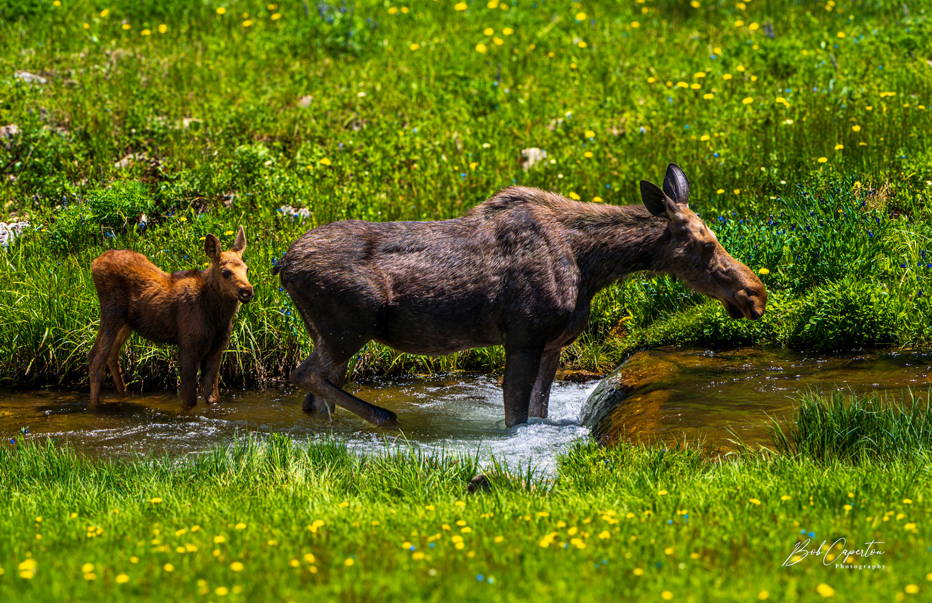 Wading Into the Day - Bighorn National Forest, WY