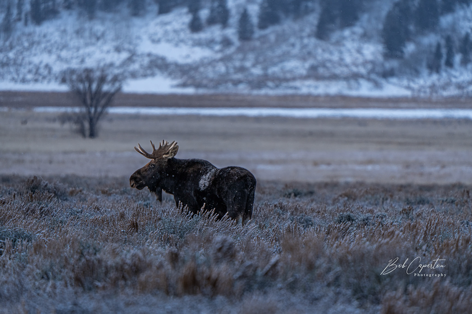 Bull Moose - Grand Teton NP