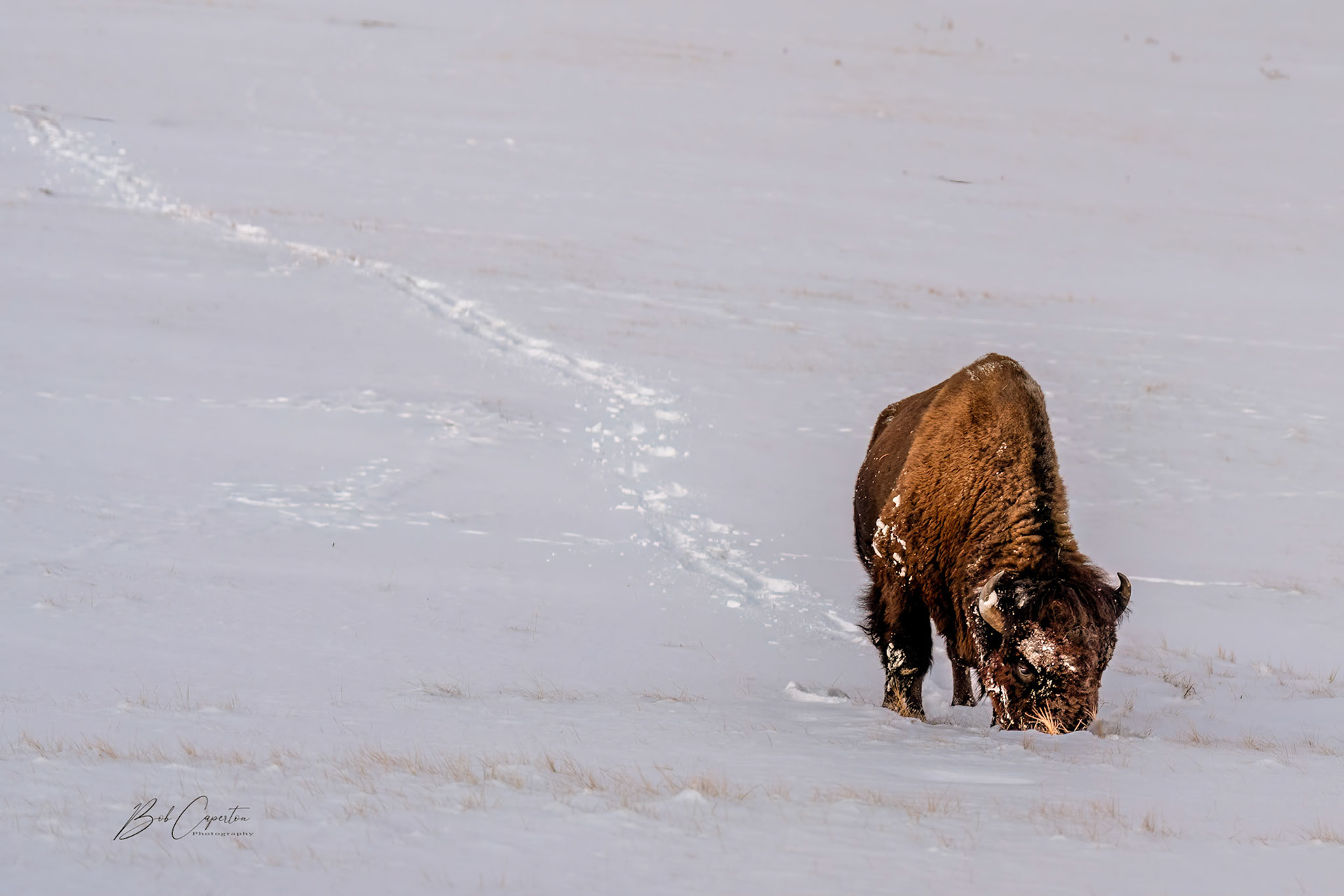 Bison In  Snow - Wind Cave NP