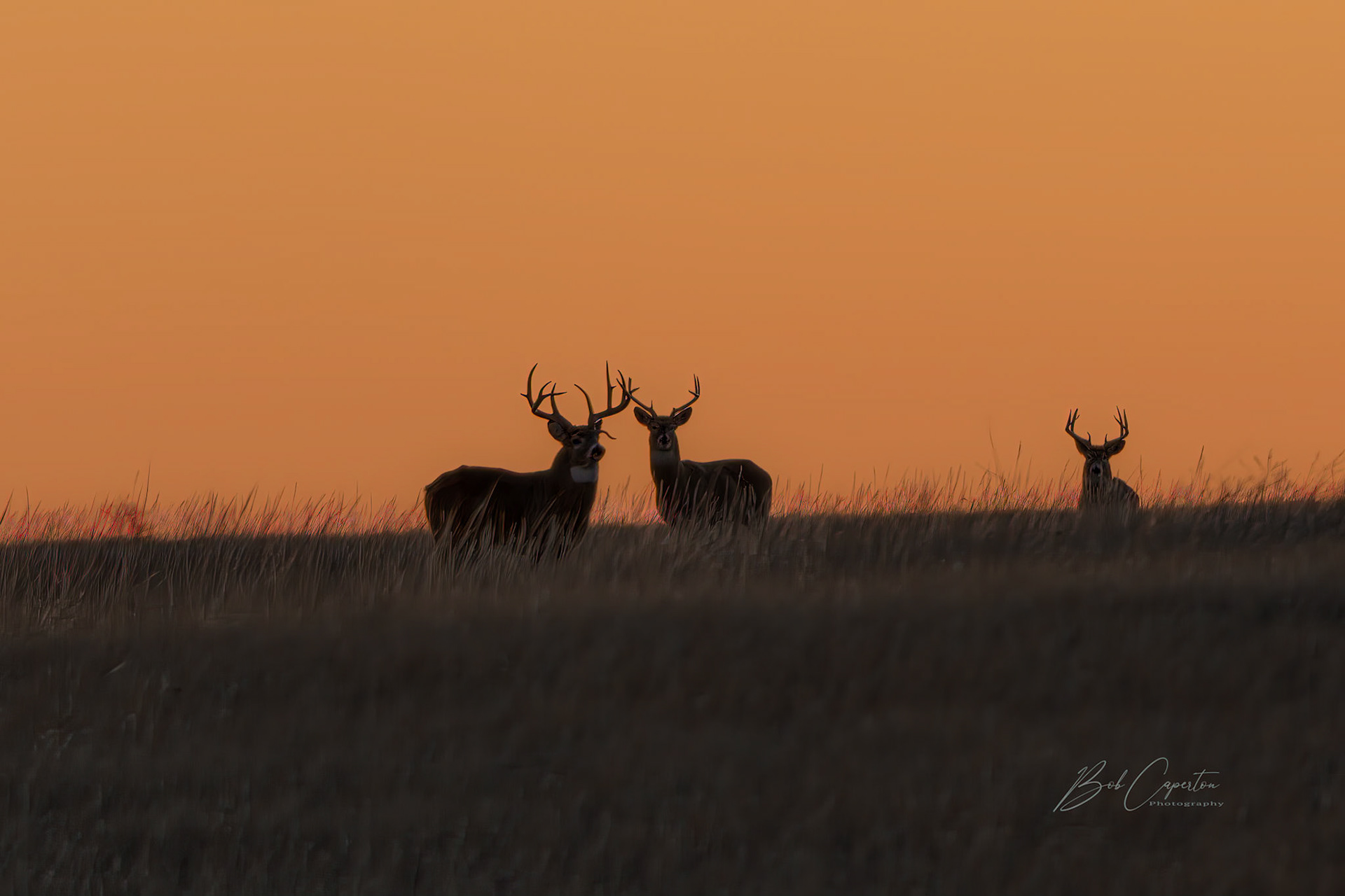 Bucks Galore - Badlands NP