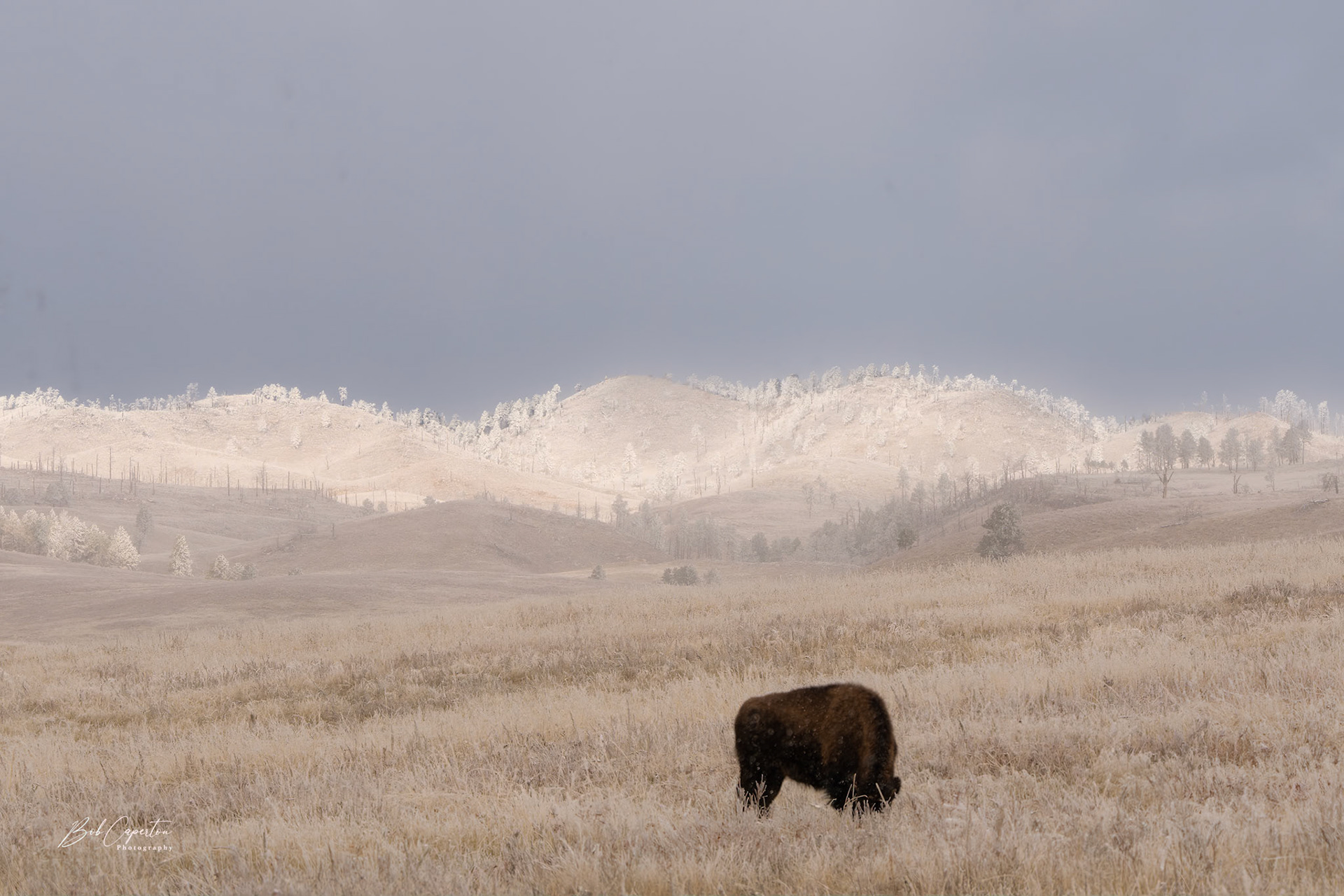 Brilliant Light - Custer State Park
