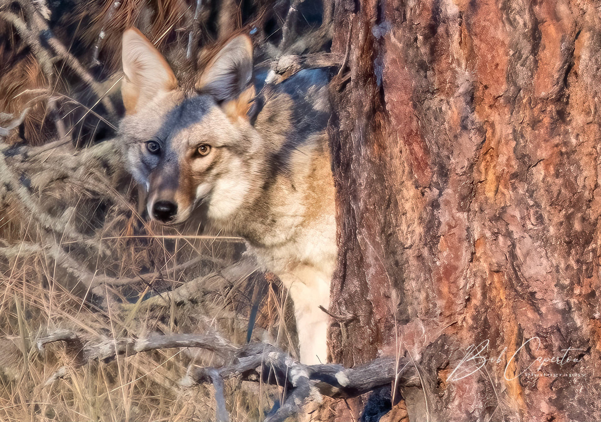 The Eyes Have It - Custer State Park