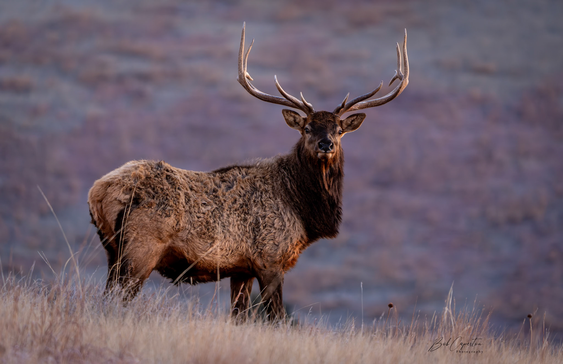 Bull Elk - Wind Cave NP
