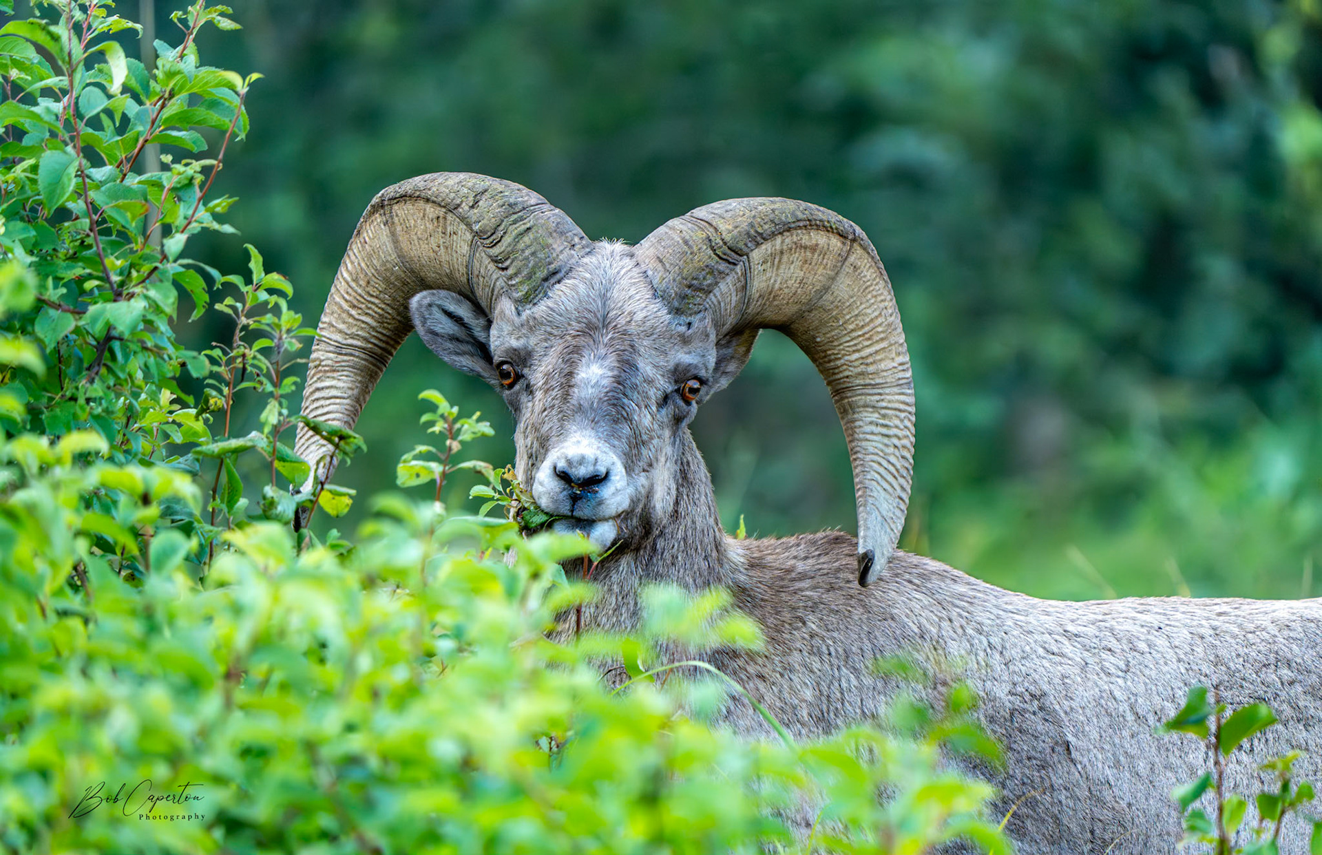 Nutin' - What's up with ewe? - Wind Cave NP