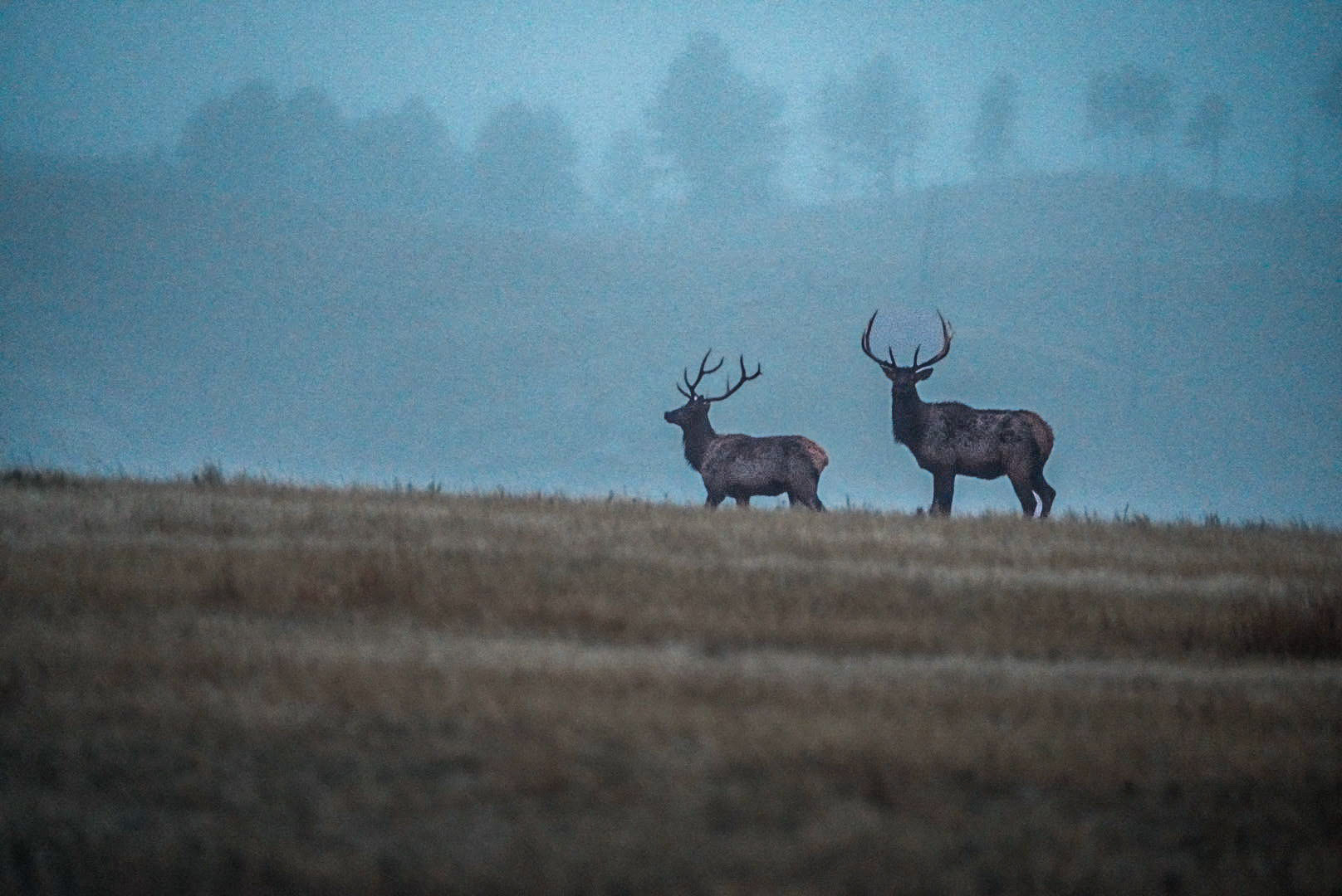 Elk in Fog - Wind Cave National Park, SD