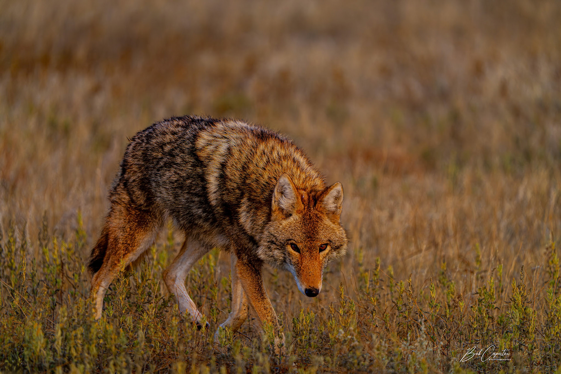 Focus! - Wind Cave NP