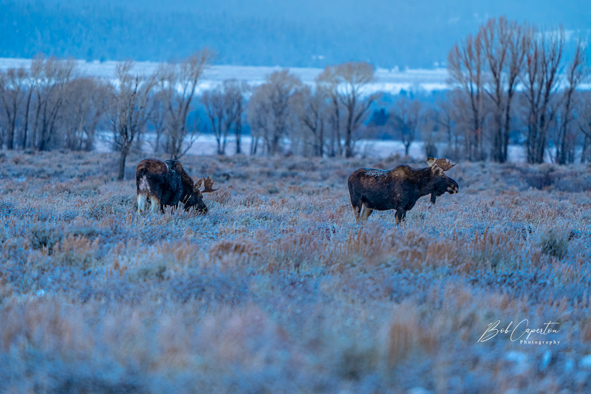 Crisp Morning Dudes - Tetons NP