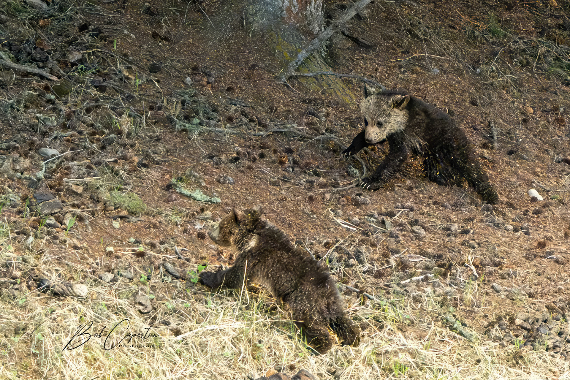 Griz Cubs - Yellowstone NP