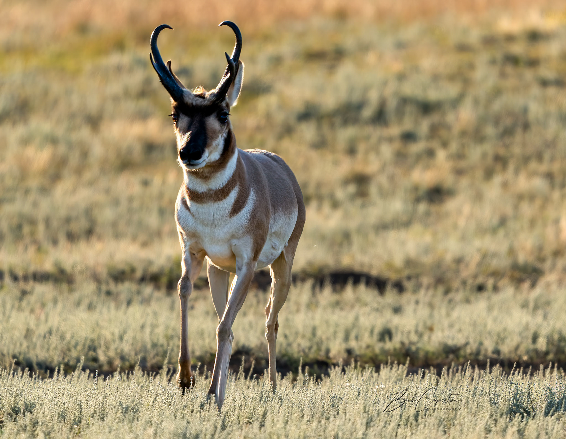 Speed Goat - Custer State Park