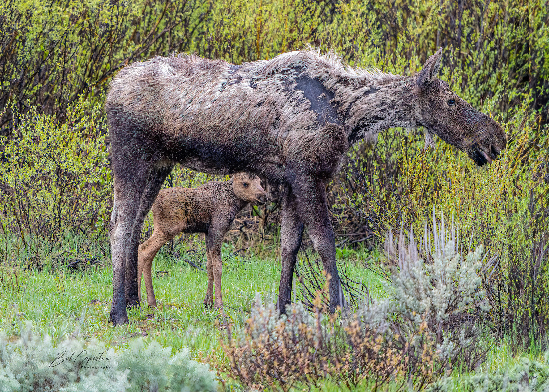 That's My Mom - Grand Teton NP