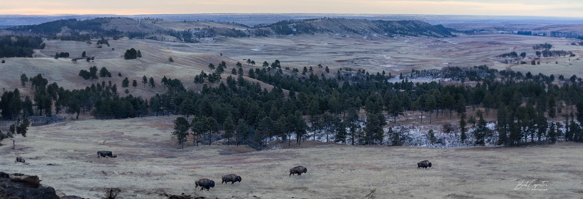 Bison With A View - Pano - Wind Cave NP