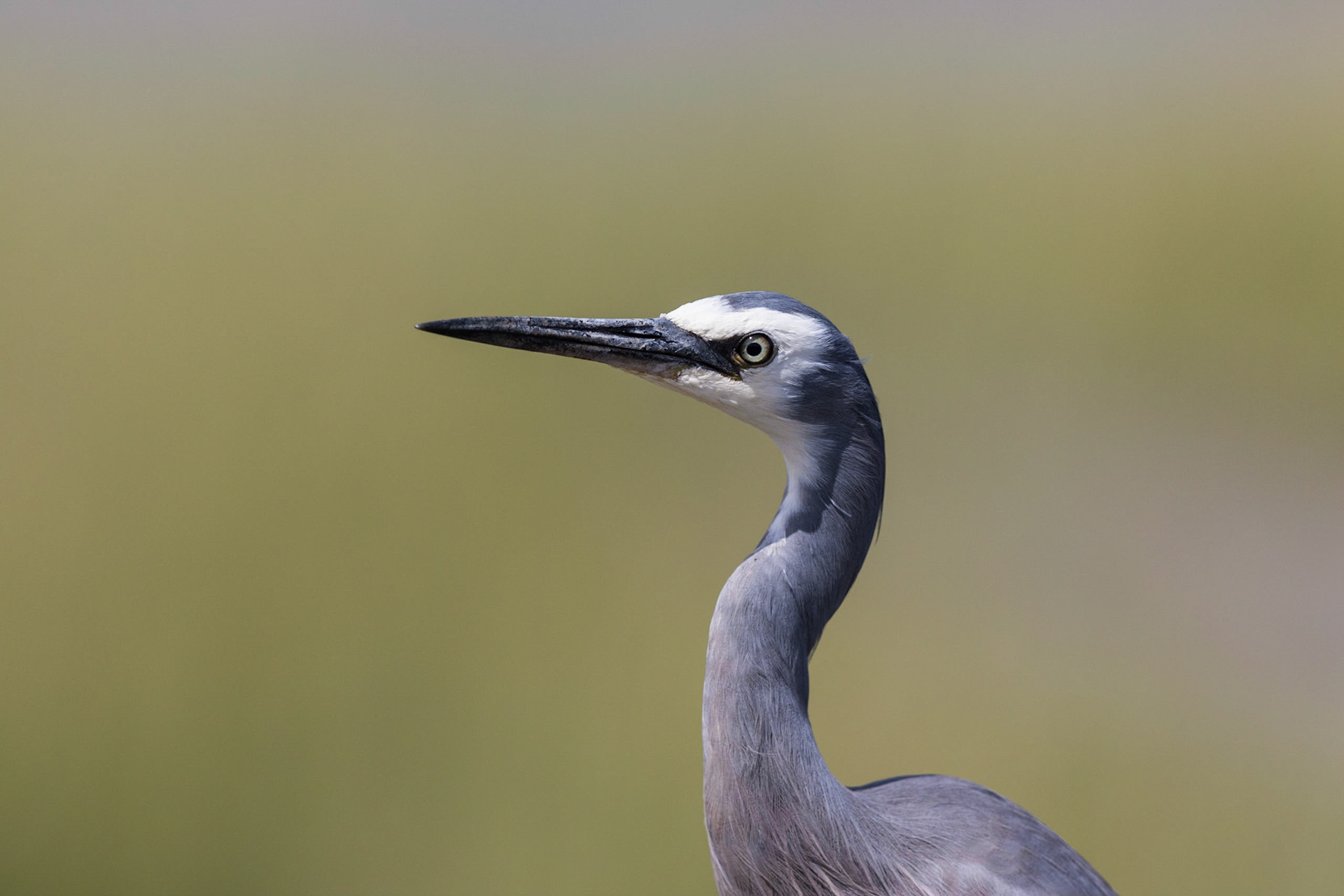 White-Faced Heron