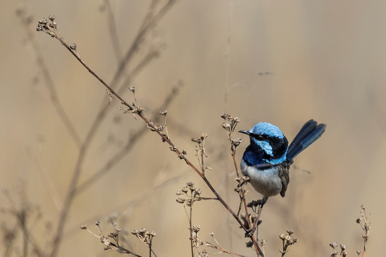 Superb Fairy-wren