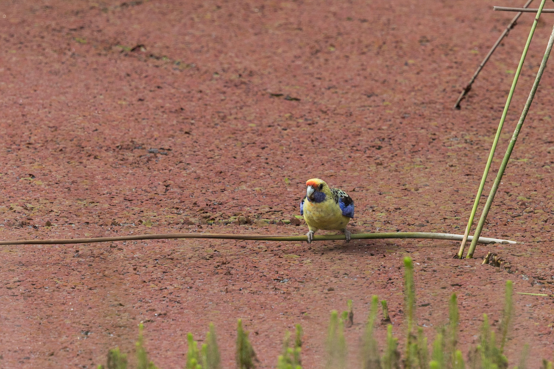 Yellow Rosella
