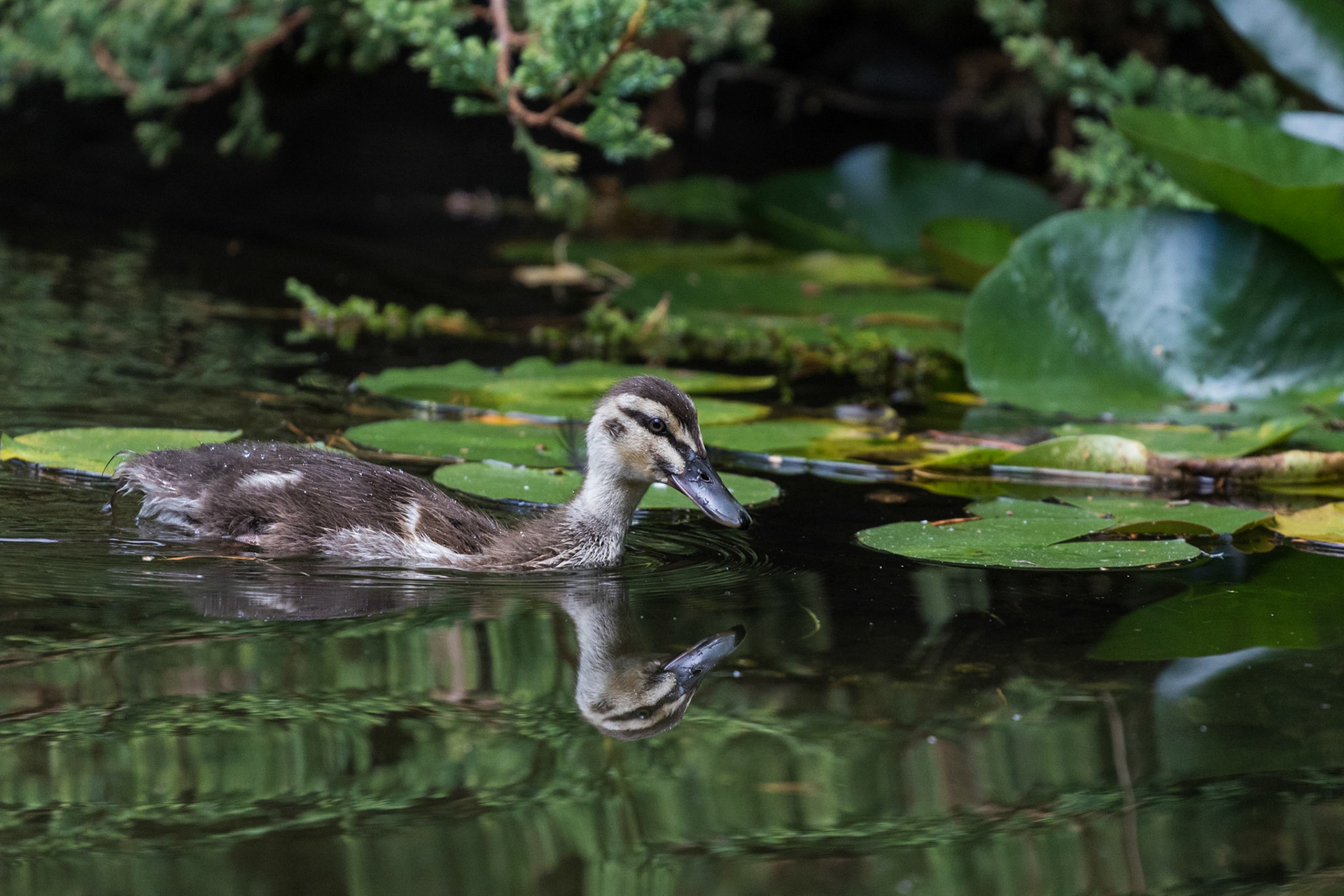 Pacific Black Duck