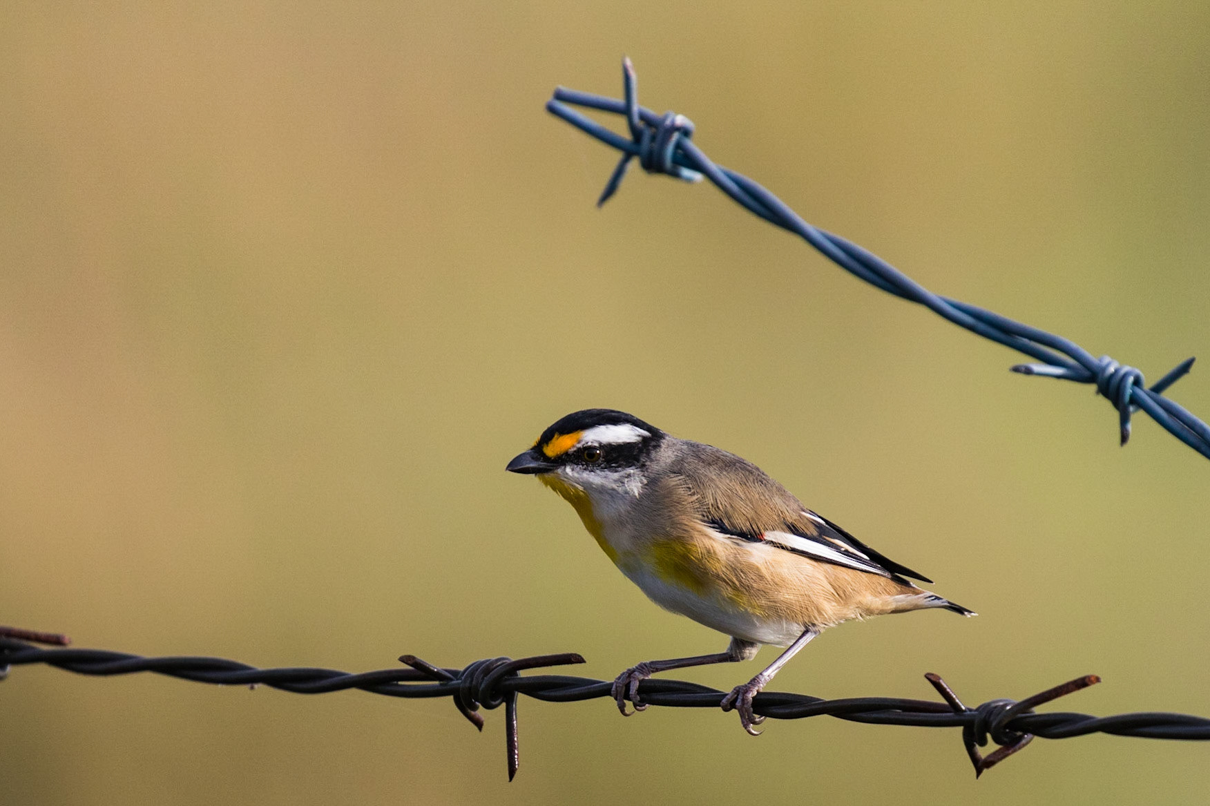 Striated Pardalote