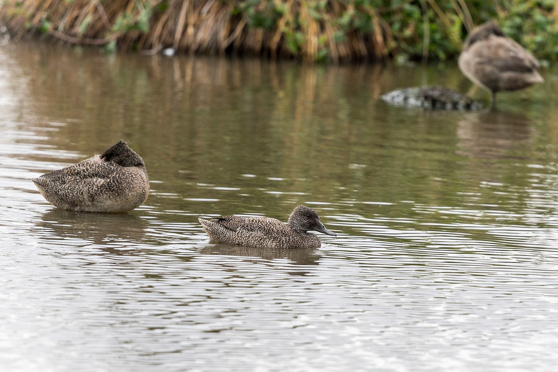 Freckled Duck