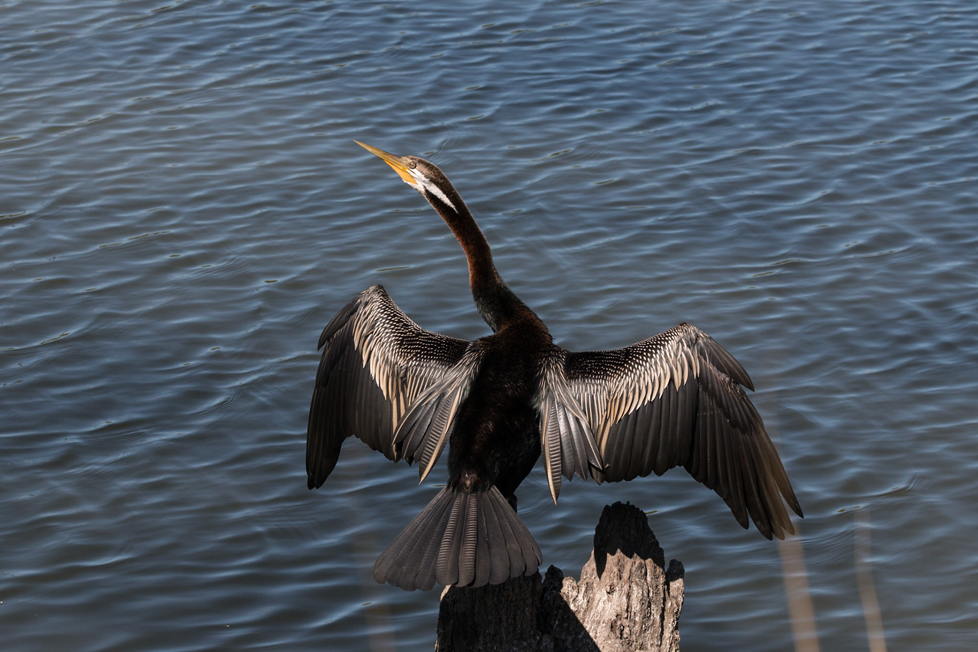 Australasian Darter