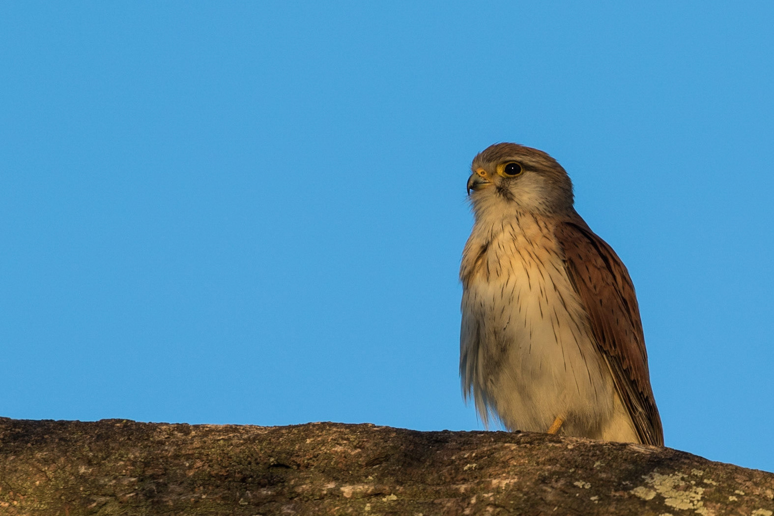 Nankeen Kestrel