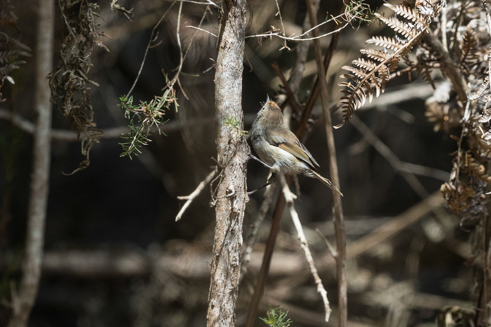 Brown Thornbill