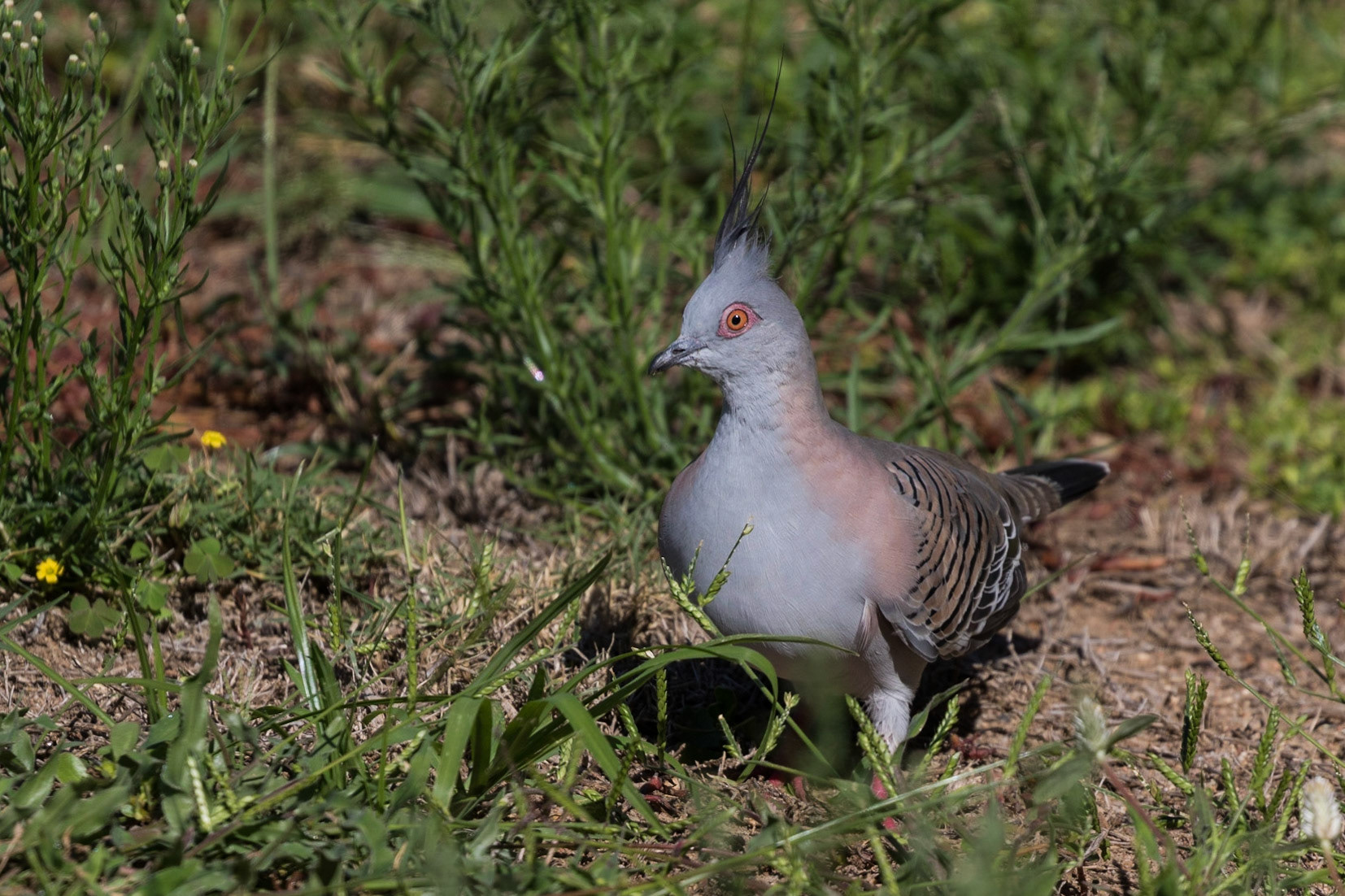 Crested Pigeon