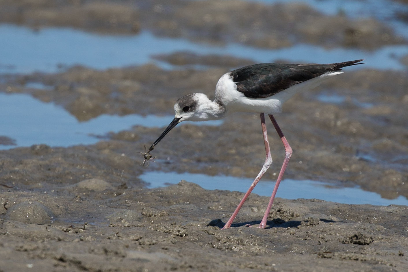 White-headed Stilt