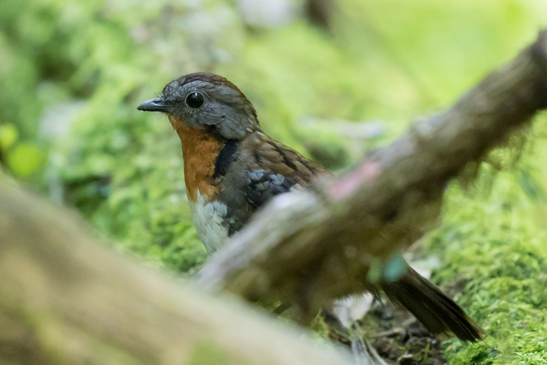 Australian Logrunner