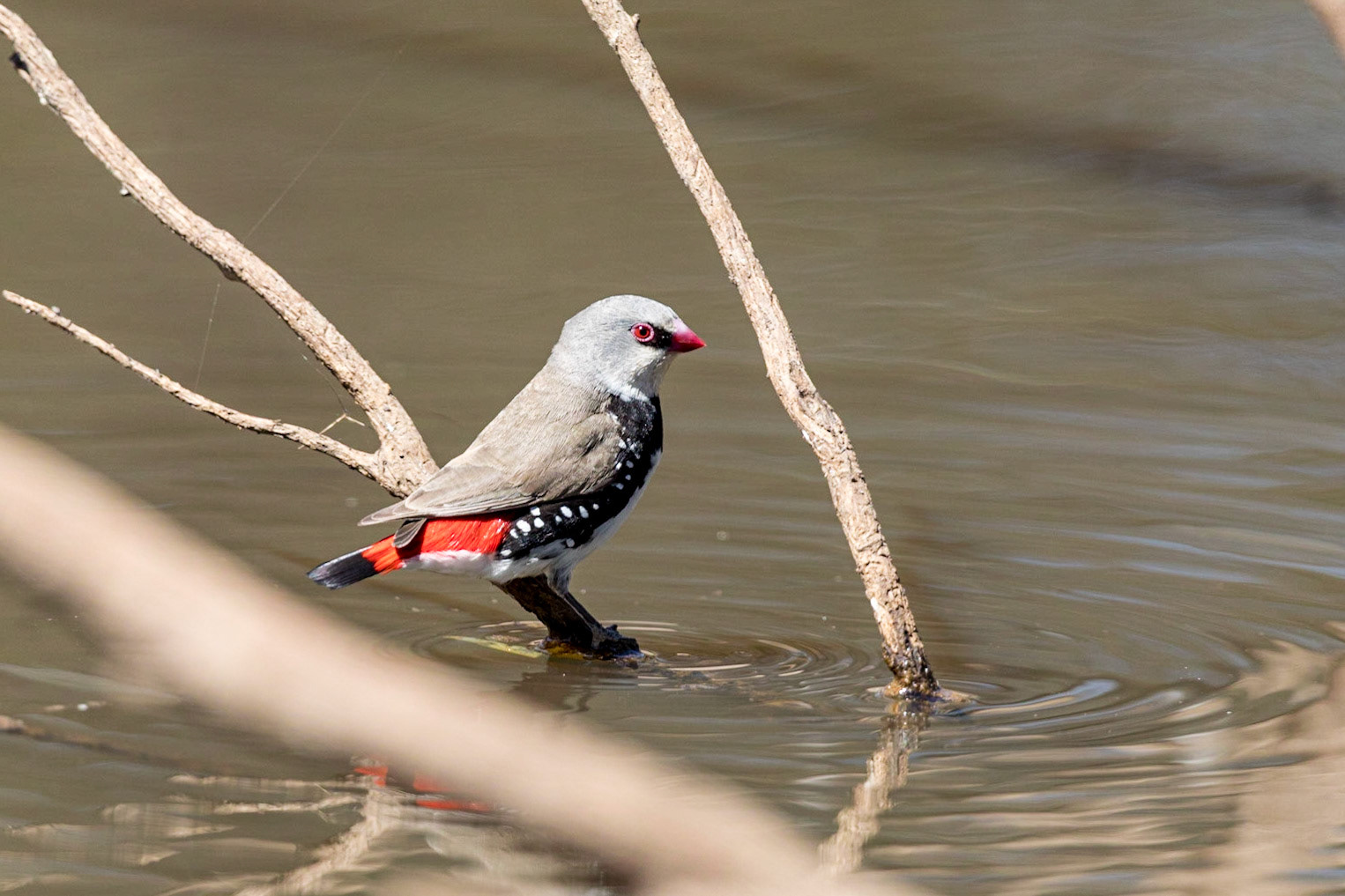 Diamond Firetail