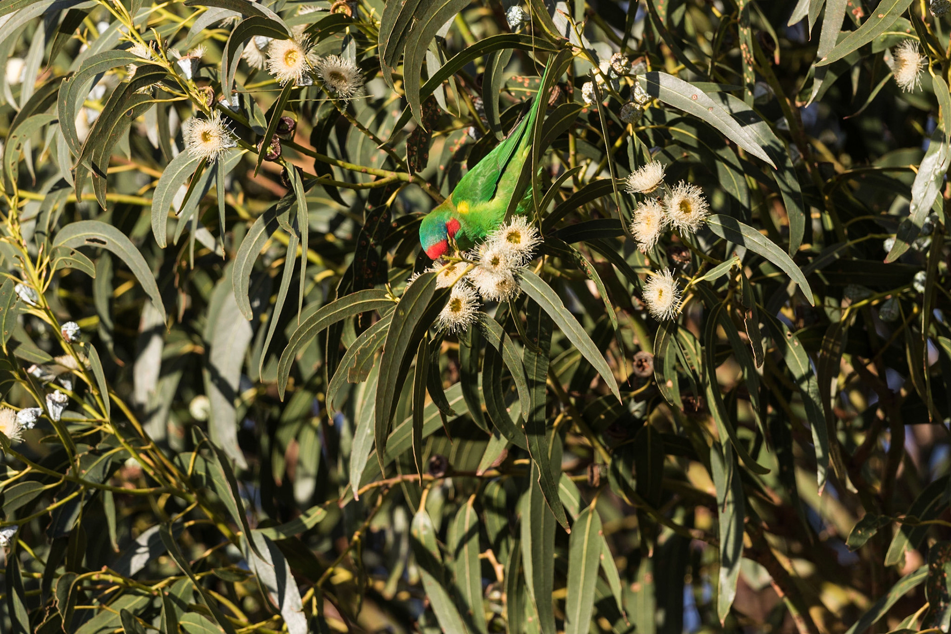 Musk Lorikeet