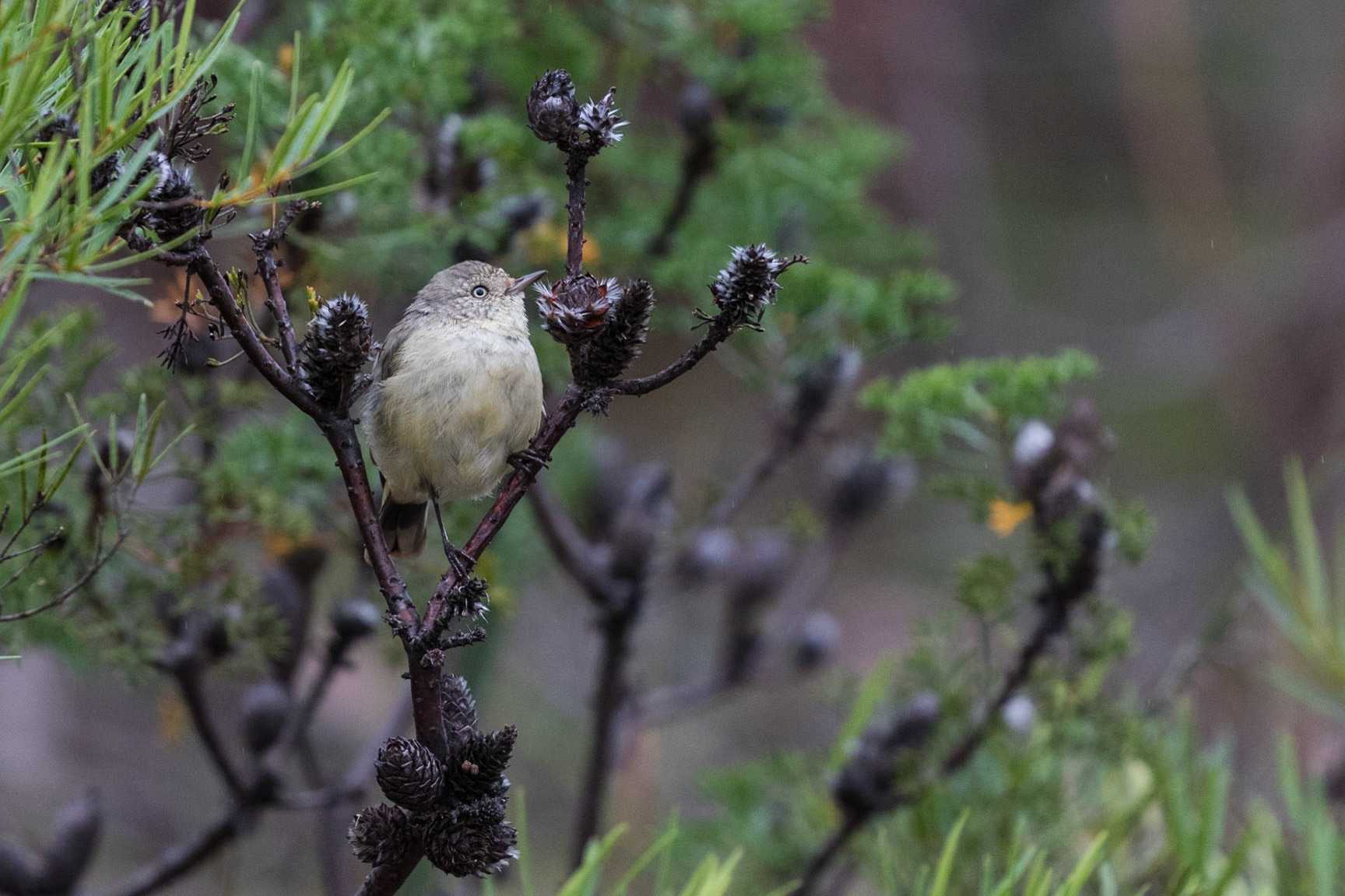 Chestnut-rumped Thornbill
