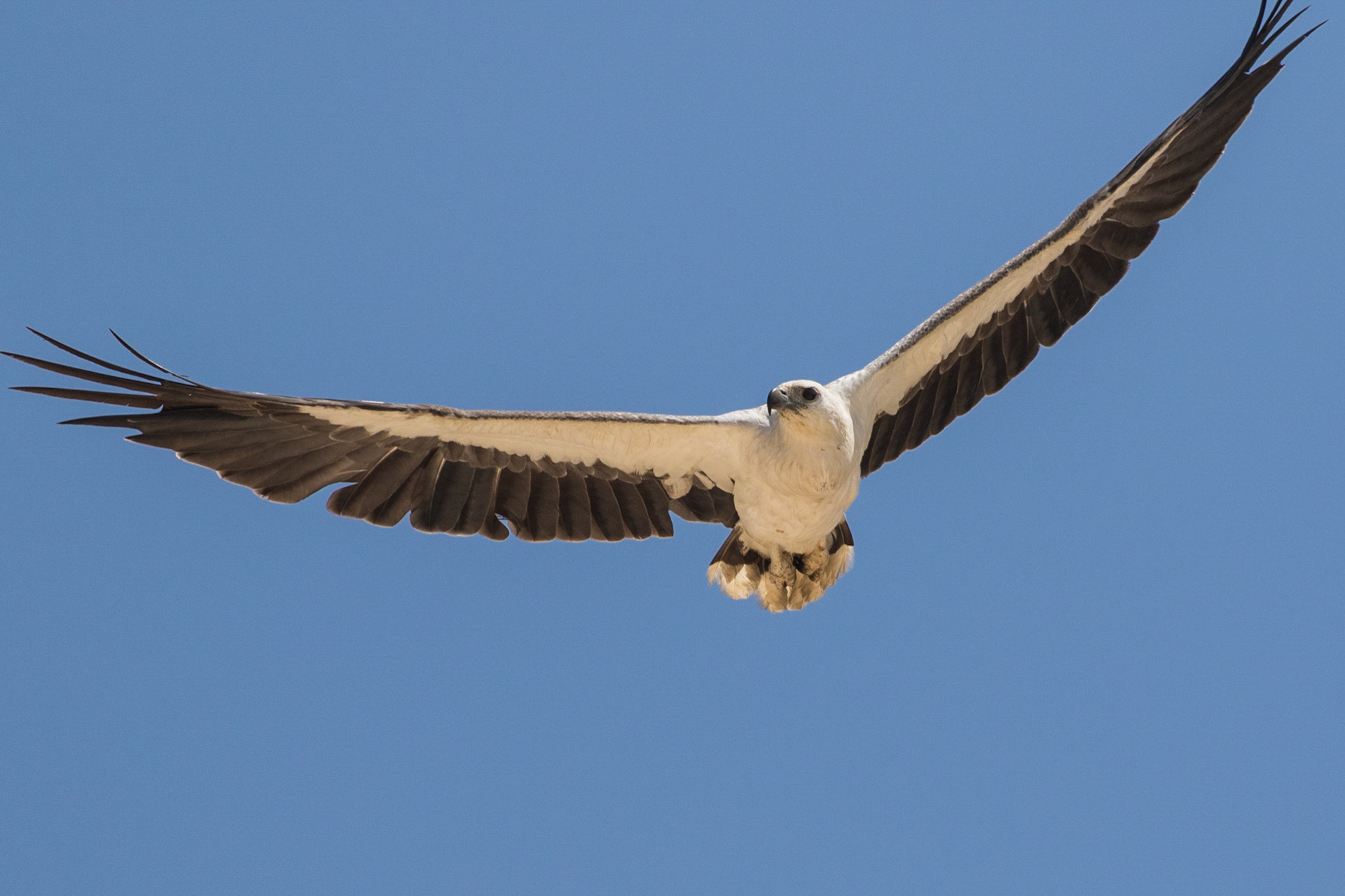 White-Bellied Sea-Eagle